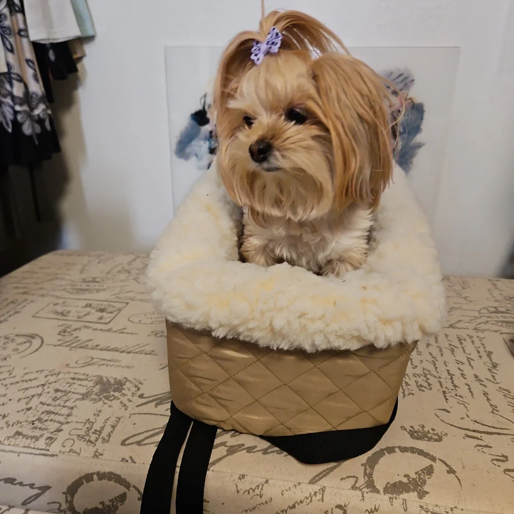 Dog car seat